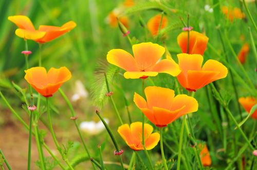 Escholzia, une plante pour aider à lutter contre l"énurésie